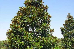 Southern-Magnolia