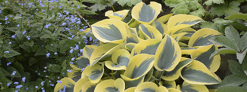 Picture Of A Hosta Plant Available At A Garden Center - Feeney's