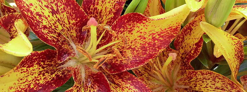 Lillies Available At A Garden Center Image - Feeney's